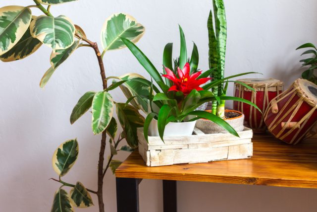 Гузмания (Guzmania)