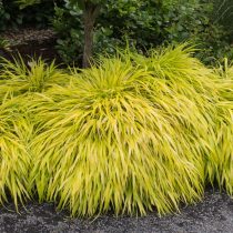Сорт хаконехлои «Ол Голд» (Hakonechloa macra ‘All Gold’)