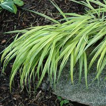 Сорт хаконехлои «Наоми» (Hakonechloa macra ‘Naomi’)