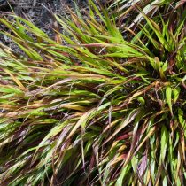 Сорт хаконехлои «Николас» (Hakonechloa macra ‘Nicolas’)