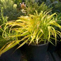 Сорт хаконехлои «Санфлер» (Hakonechloa macra ‘Sunflare’)
