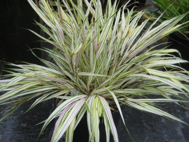 Пестрый сорт «Фубуки» (Hakonechloa macra ‘Fubuki’) – довольно компактный. Его кремово-белые листья покрыты бледно-зелеными полосами