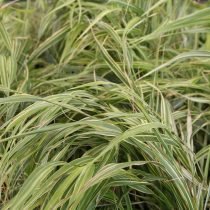 Сорт хаконехлои «Альбостриата» (Hakonechloa macra ‘Albostriata’)