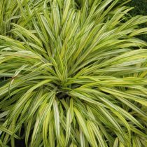 Сорт хаконехлои «Альбом-ауриа» (Hakonechloa macra ‘Albo-aurea’)