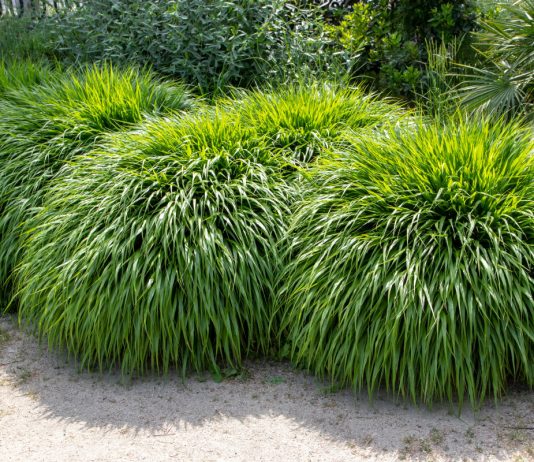 Хаконехлоя — украшение тенистого сада - Цветник и ландшафт Хаконехлоя — украшение тенистого сада