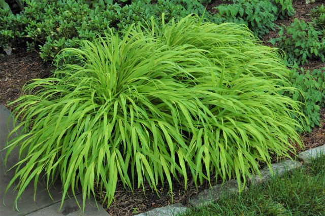Хаконехлоя (Hakonechloa macra)