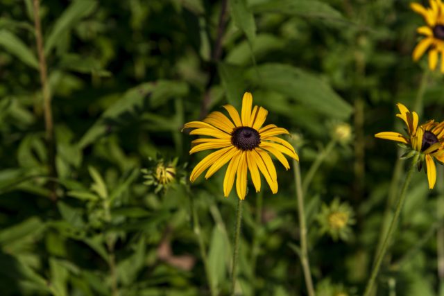 Подсолнечник болотный (Helianthus augustifolius)