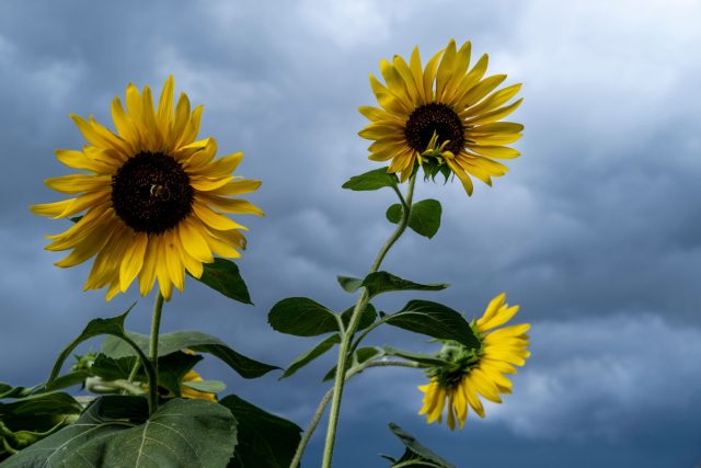 Подсолнечник гигантский (Helianthus giganteus)