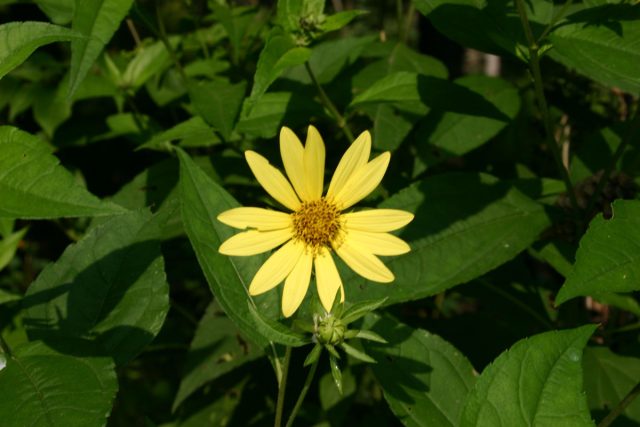 Подсолнечник эффектный (Helianthus x laetiflorus)