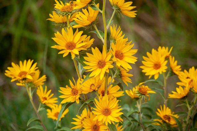 Подсолнух Максимилиана (Helianthus maximiliani)