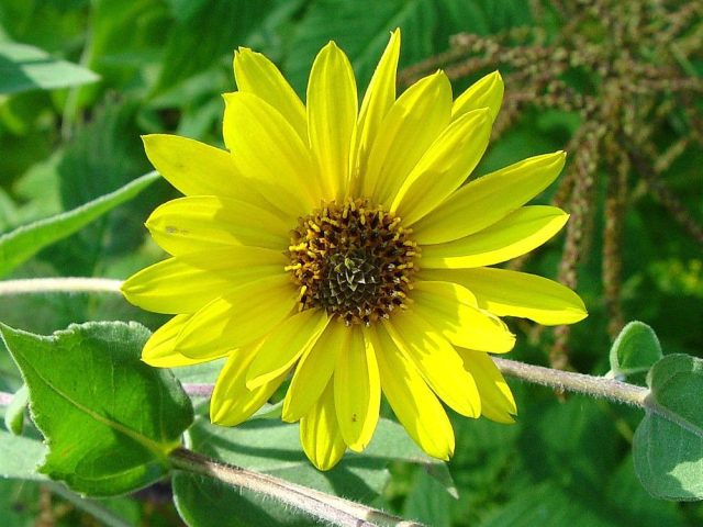 Подсолнечник пепельный (Helianthus mollis)
