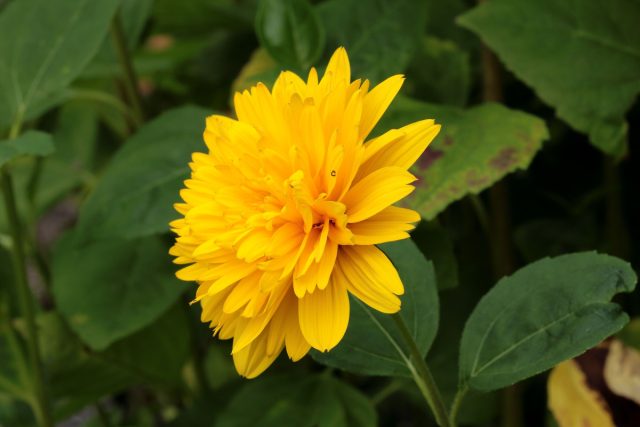 Подсолнечник тонколистный (Helianthus x multiflorus)