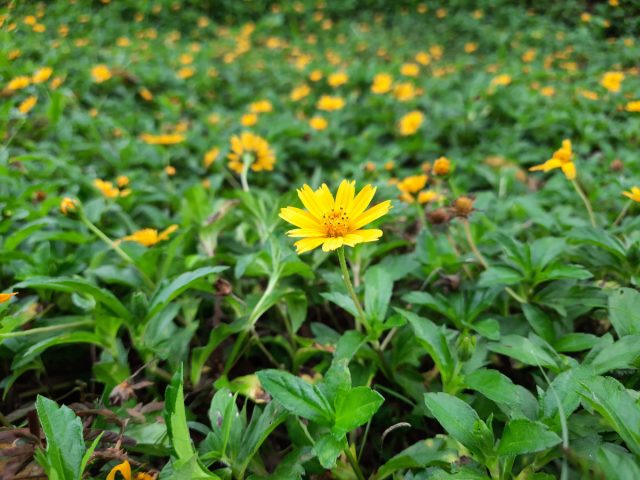 Подсолнечник западный (Helianthus occidentalis)