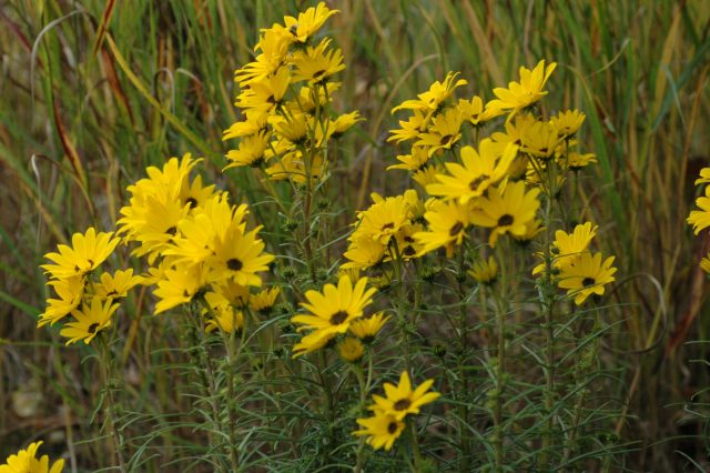 Подсолнечник иволистный (Helianthus salicifolius)