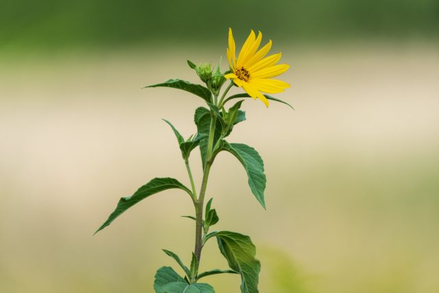 Топинамбур (Helianthus tuberosus)