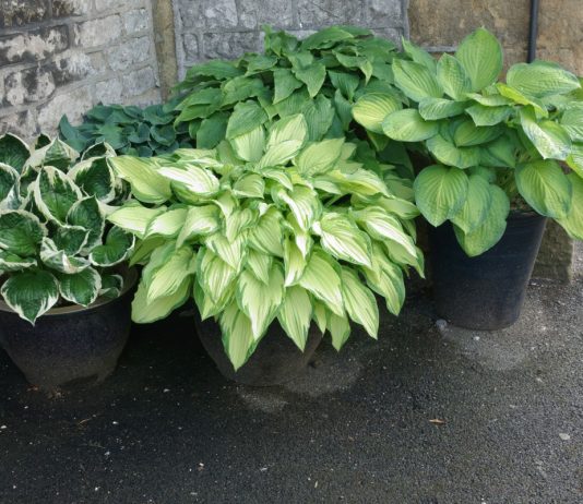 Как выращивать хосту в контейнере?