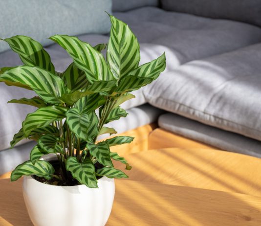 Калатея и маранта — не одно и тоже. Как их не перепутать?