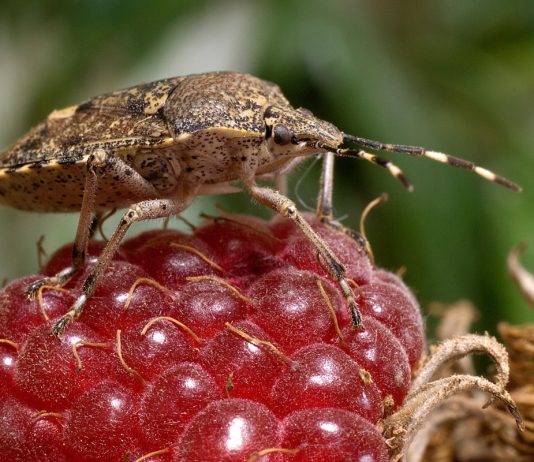 Клоп-вонючка в малиннике — все о щитнике ягодном