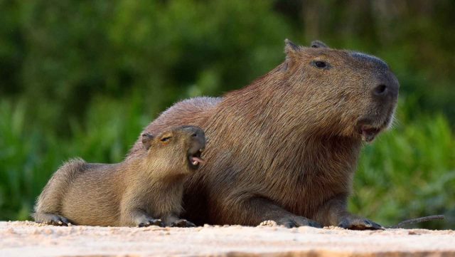 Капибара, или водосвинка (Hydrochoerus hydrochoeris) является родственницей всем известной морской свинки и напоминает ее увеличенную в десятки раз копию