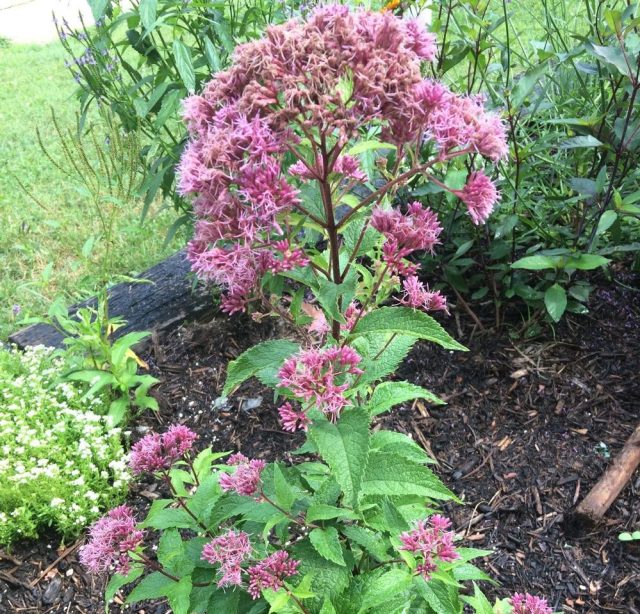 Посконник пурпурный «Литл Рэд» (Eupatorium purpureum 'Little Red')