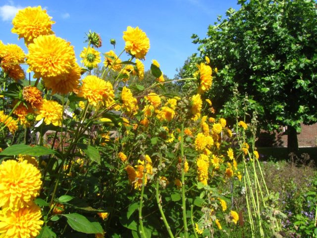 Подсолнечник тонколистный «Лоддон Голд» (Helianthus x multiflorus ‘Loddon Gold’)