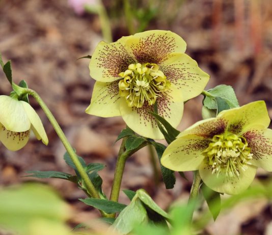 Многолетники, которые хорошо растут в сухой тени - Цветы многолетние Многолетники, которые хорошо растут в сухой тени