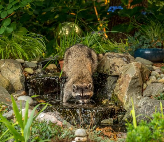 Многоликие еноты — садовые разбойники, попрошайки и питомцы