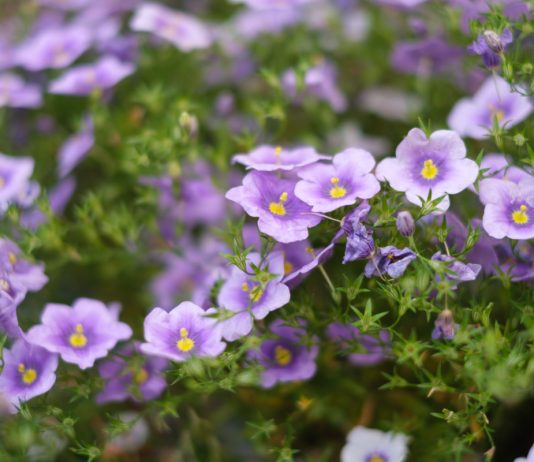 Нирембергия – нежный многолетник для вашего цветника