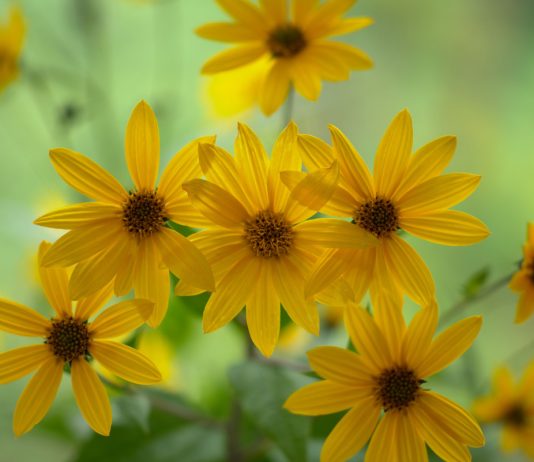 Самые красивые виды многолетних подсолнечников - Цветы многолетние Самые красивые виды многолетних подсолнечников