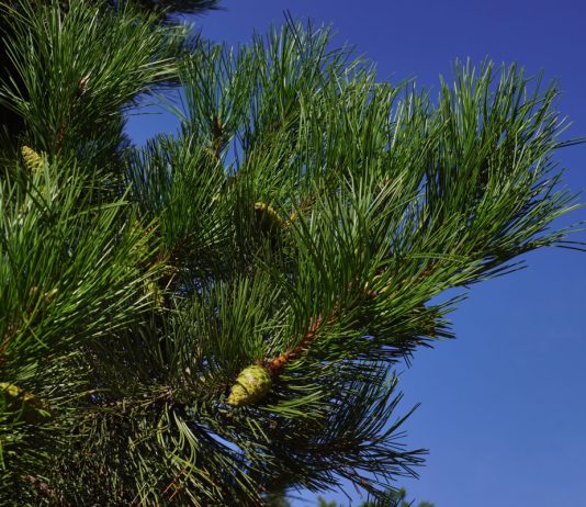 Особенности и сорта сосны черной