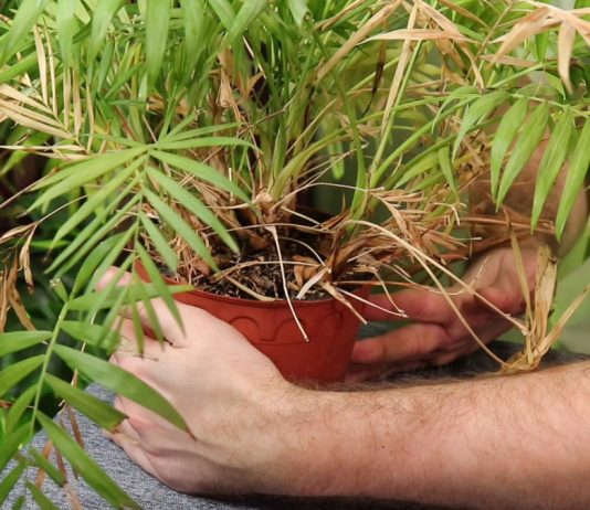 Хамедорея, которую мы будем пересаживать, явно получала неправильный уход. Об этом говорит и большое количество засохших листьев, и слишком тесный горшок, и явно истощённый грунт