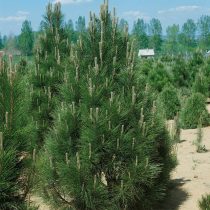 Сосна черная «Пирамидалис» (Pinus nigra 'Pyramidalis')