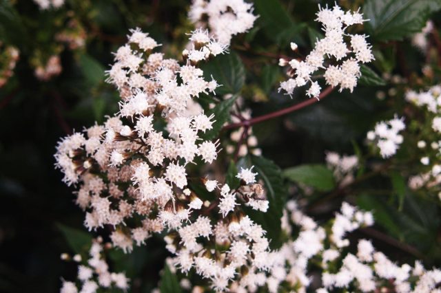 Сорт посконника морщинистого «Чоколит» (Eupatorium rugosa 'Chocolate')