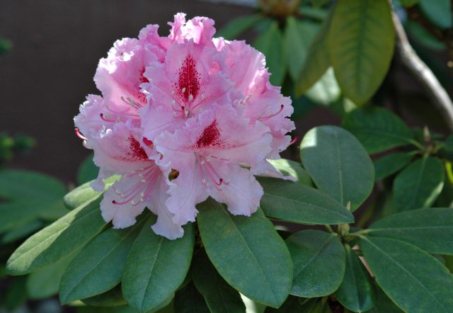Азалия (Azalea)