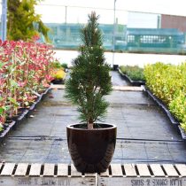 Сосна черная «Комета» (Pinus nigra 'Komet')