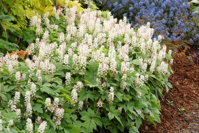 Тиарелла (Tiarella cordifolia)