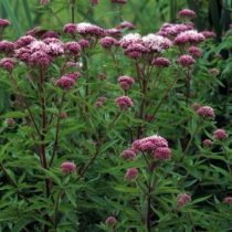Посконник коноплёвый «Вариегатум» (Eupatorium cannabinum 'Variegatum')