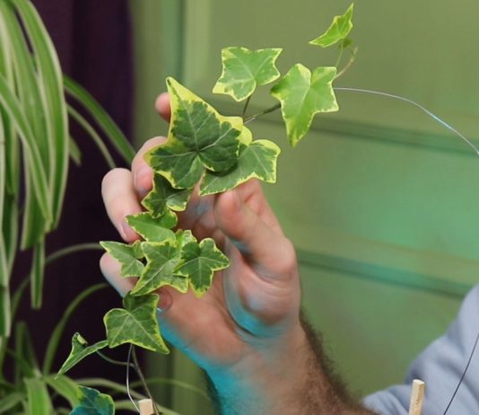 Вертикальное озеленение — что это и какие растения использовать? - Комнатные растения Плющ — это вечнозелёные лианы, легко взбирающиеся по вертикальным опорам и быстро оплетающие различные конструкции