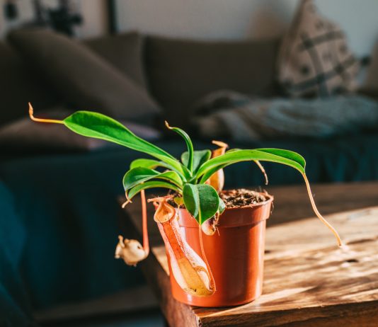 Вонючие комнатные растения — какие бывают и зачем их выращивать?