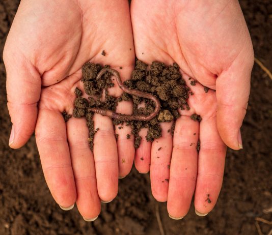 Вредители в комнатных растениях — что с ними делать?