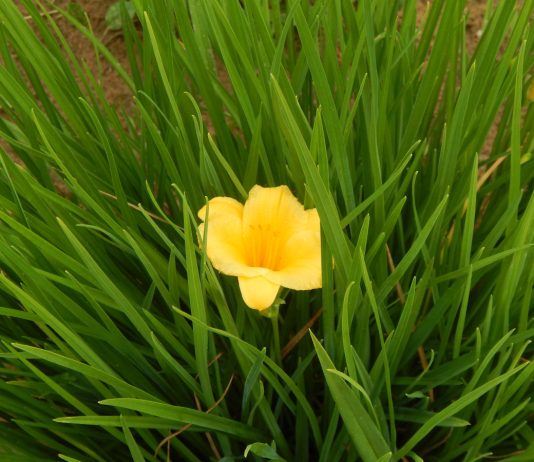 Всё о сорте лилейника «Стелла де Оро»