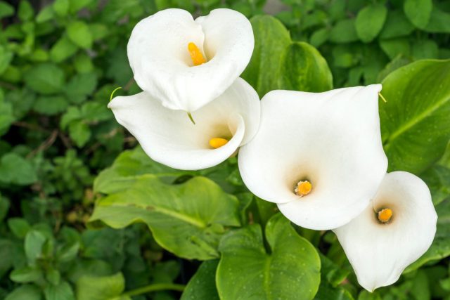 Зантедеския (Zantedeschia)