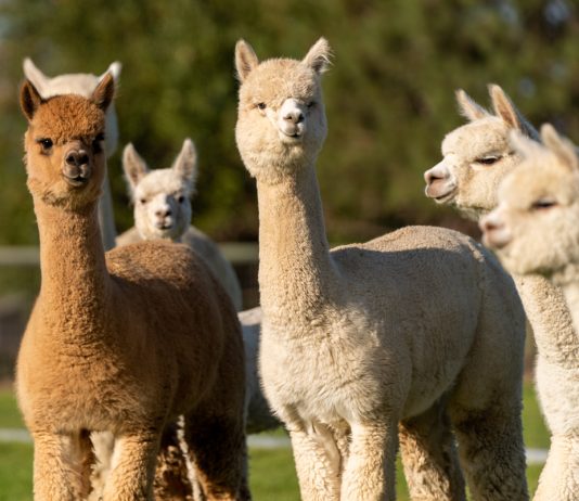 Знакомимся с альпака — все об удивительном животном