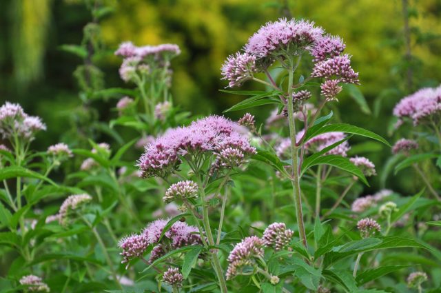 Посконник коноплёвый (Eupatorium cannabinum)