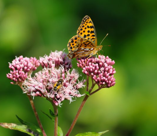 Знакомимся с посконником — всё о выращивании и разновидностях - Цветы многолетние Знакомимся с посконником — всё о выращивании и разновидностях