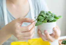 5 необычных фактов об уходе за фиттонией