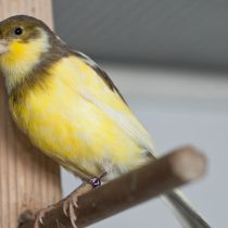 Американский сингер Американский сингер