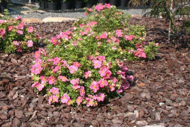 Сорт с розовыми цветками «Белиссима» (Potentilla fruticosa 'Bellissima') Сорт с розовыми цветками «Белиссима» (Potentilla fruticosa 'Bellissima')