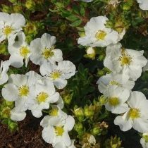 Белый сорт «Белла Бианка» (Potentilla fruticosa 'Bella Bianca') Белый сорт «Белла Бианка» (Potentilla fruticosa 'Bella Bianca')