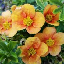 Лососёво-оранжевый сорт «Белла Эппл» (Potentilla fruticosa 'Bella Apple') Лососёво-оранжевый сорт «Белла Эппл» (Potentilla fruticosa 'Bella Apple')